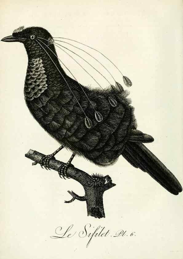 Reproducción/Reproduction 8221442714: Histoire naturelle et générale des grimpereaux et des oiseaux de paradis /. Paris :Desray ,an XI = 1802.