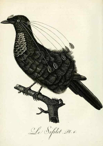 Reproducción/Reproduction 8221442714: Histoire naturelle et générale des grimpereaux et des oiseaux de paradis /. Paris :Desray ,an XI = 1802.