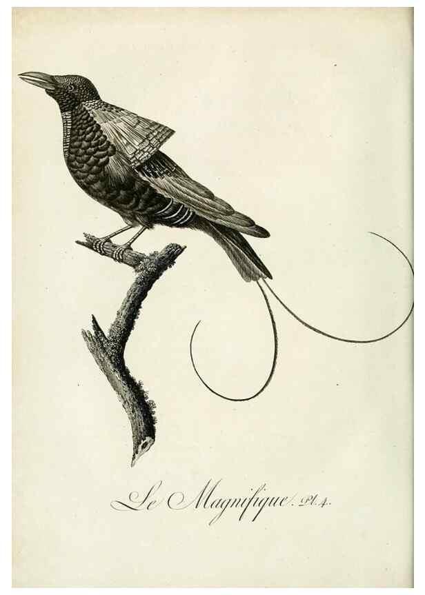 Reproducción/Reproduction 8220362065: Histoire naturelle et générale des grimpereaux et des oiseaux de paradis /. Paris :Desray ,an XI = 1802.