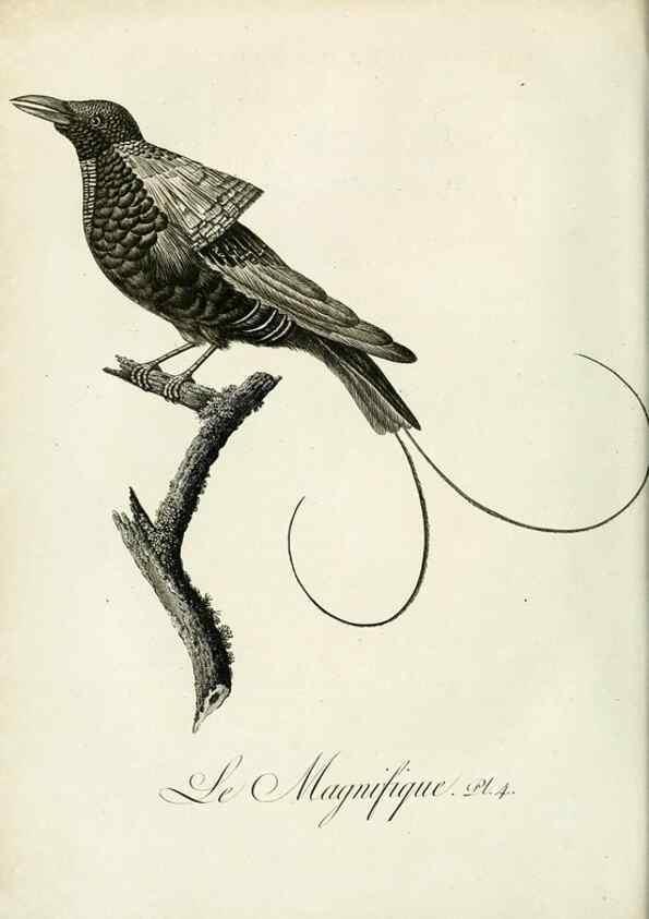 Reproducción/Reproduction 8220362065: Histoire naturelle et générale des grimpereaux et des oiseaux de paradis /. Paris :Desray ,an XI = 1802.