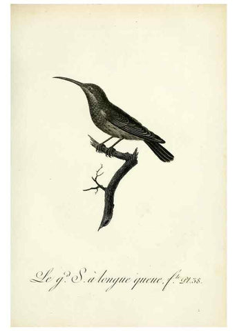 Reproducción/Reproduction 8221419592: Histoire naturelle et générale des grimpereaux et des oiseaux de paradis /. Paris :Desray ,an XI = 1802.