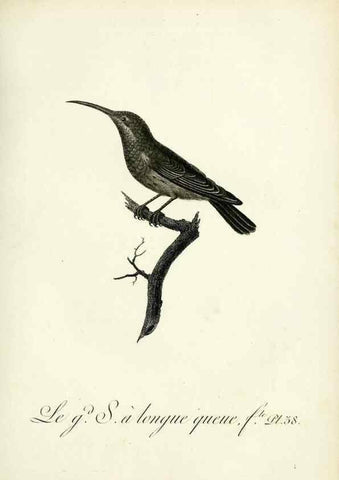 Reproducción/Reproduction 8221419592: Histoire naturelle et générale des grimpereaux et des oiseaux de paradis /. Paris :Desray ,an XI = 1802.