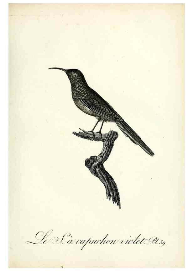Reproducción/Reproduction 8220340367: Histoire naturelle et générale des grimpereaux et des oiseaux de paradis /. Paris :Desray ,an XI = 1802.
