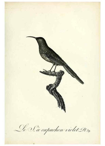 Reproducción/Reproduction 8220340367: Histoire naturelle et générale des grimpereaux et des oiseaux de paradis /. Paris :Desray ,an XI = 1802.
