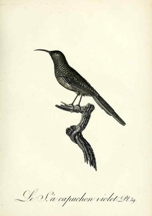 Reproducción/Reproduction 8220340367: Histoire naturelle et générale des grimpereaux et des oiseaux de paradis /. Paris :Desray ,an XI = 1802.