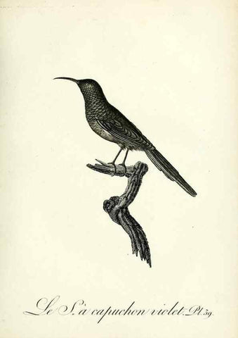 Reproducción/Reproduction 8220340367: Histoire naturelle et générale des grimpereaux et des oiseaux de paradis /. Paris :Desray ,an XI = 1802.