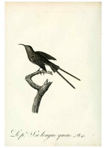 Reproducción/Reproduction 8220340881: Histoire naturelle et générale des grimpereaux et des oiseaux de paradis /. Paris :Desray ,an XI = 1802.