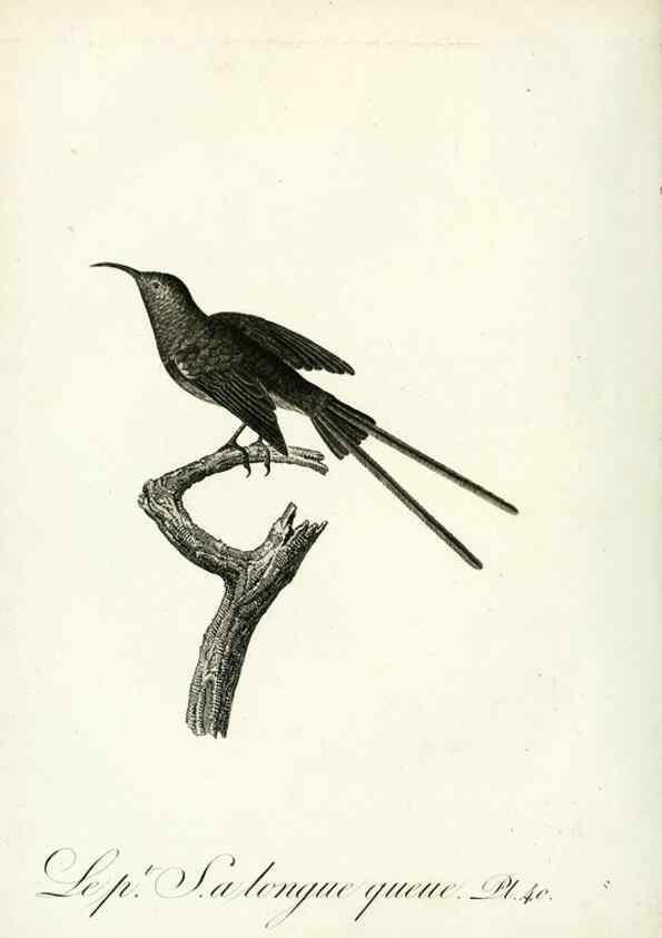 Reproducción/Reproduction 8220340881: Histoire naturelle et générale des grimpereaux et des oiseaux de paradis /. Paris :Desray ,an XI = 1802.