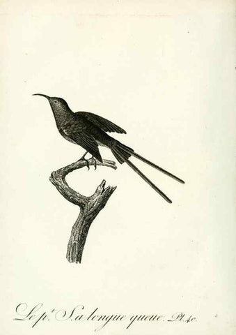 Reproducción/Reproduction 8220340881: Histoire naturelle et générale des grimpereaux et des oiseaux de paradis /. Paris :Desray ,an XI = 1802.