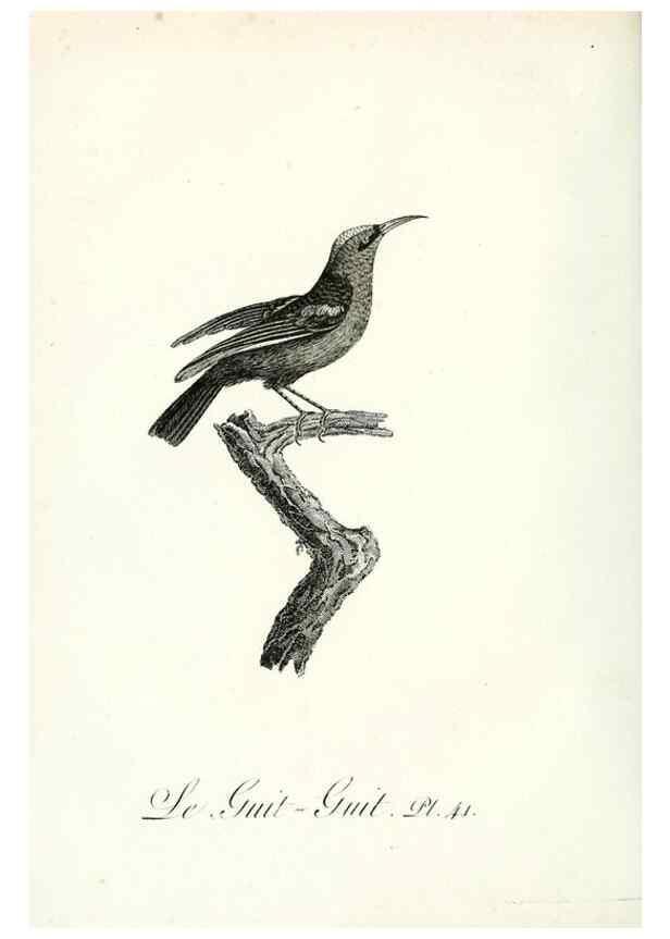 Reproducción/Reproduction 8221421176: Histoire naturelle et générale des grimpereaux et des oiseaux de paradis /. Paris :Desray ,an XI = 1802.