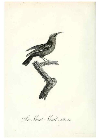 Reproducción/Reproduction 8221421176: Histoire naturelle et générale des grimpereaux et des oiseaux de paradis /. Paris :Desray ,an XI = 1802.