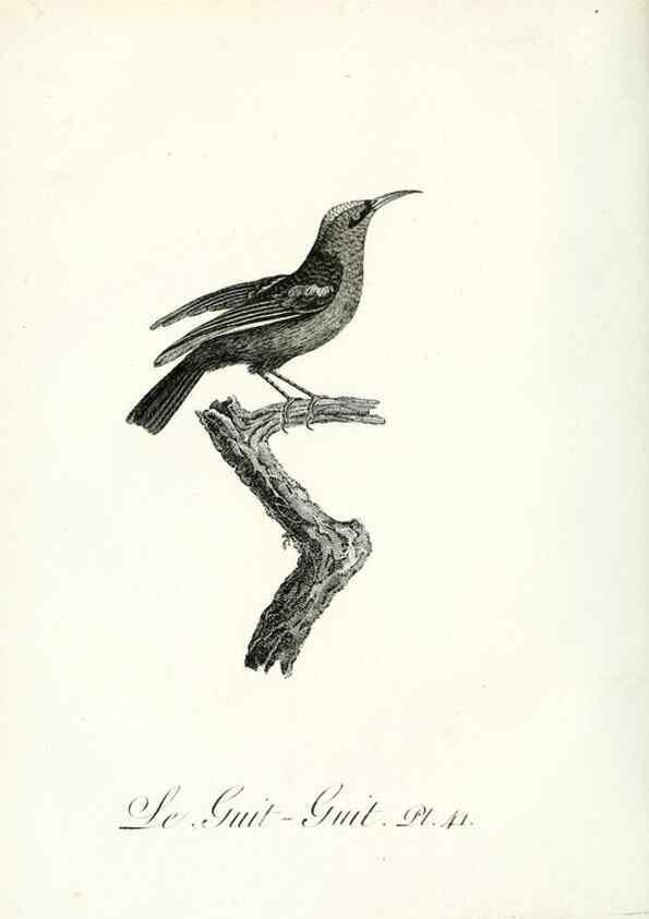 Reproducción/Reproduction 8221421176: Histoire naturelle et générale des grimpereaux et des oiseaux de paradis /. Paris :Desray ,an XI = 1802.
