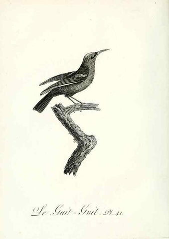 Reproducción/Reproduction 8221421176: Histoire naturelle et générale des grimpereaux et des oiseaux de paradis /. Paris :Desray ,an XI = 1802.