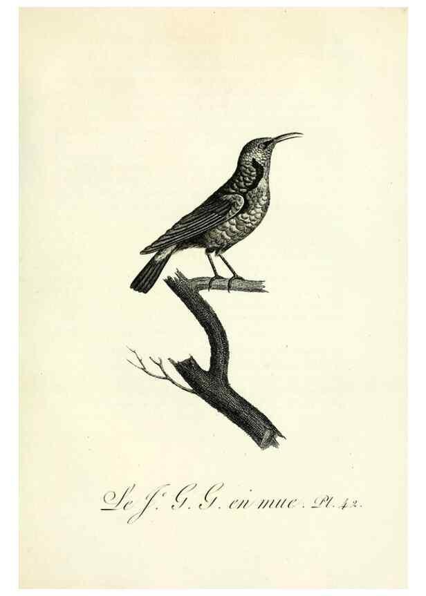 Reproducción/Reproduction 8221421520: Histoire naturelle et générale des grimpereaux et des oiseaux de paradis /. Paris :Desray ,an XI = 1802.