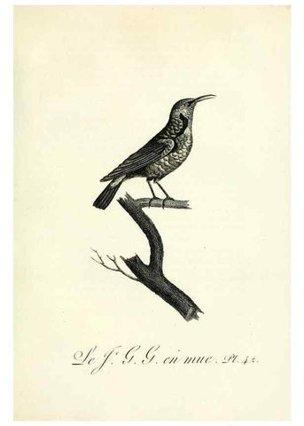 Reproducción/Reproduction 8221421520: Histoire naturelle et générale des grimpereaux et des oiseaux de paradis /. Paris :Desray ,an XI = 1802.