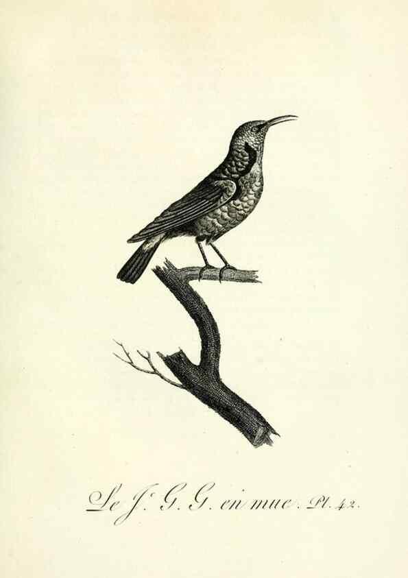 Reproducción/Reproduction 8221421520: Histoire naturelle et générale des grimpereaux et des oiseaux de paradis /. Paris :Desray ,an XI = 1802.