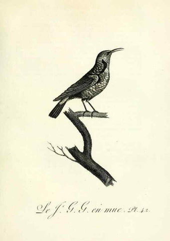 Reproducción/Reproduction 8221421520: Histoire naturelle et générale des grimpereaux et des oiseaux de paradis /. Paris :Desray ,an XI = 1802.