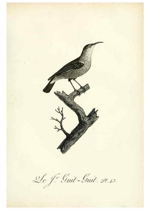 Reproducción/Reproduction 8220342189: Histoire naturelle et générale des grimpereaux et des oiseaux de paradis /. Paris :Desray ,an XI = 1802.