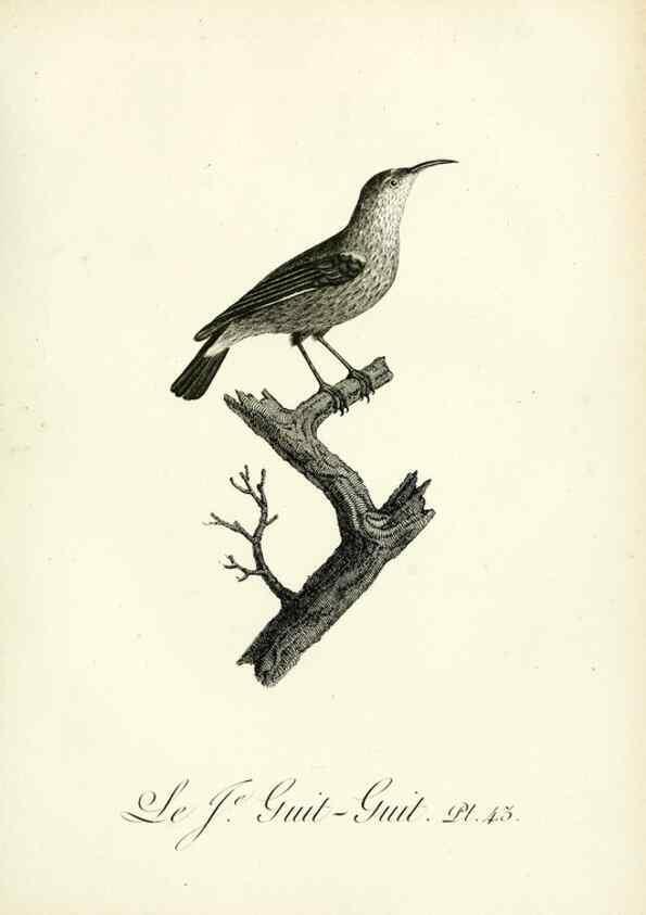 Reproducción/Reproduction 8220342189: Histoire naturelle et générale des grimpereaux et des oiseaux de paradis /. Paris :Desray ,an XI = 1802.