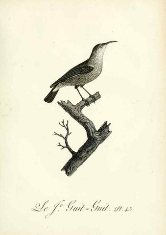 Reproducción/Reproduction 8220342189: Histoire naturelle et générale des grimpereaux et des oiseaux de paradis /. Paris :Desray ,an XI = 1802.