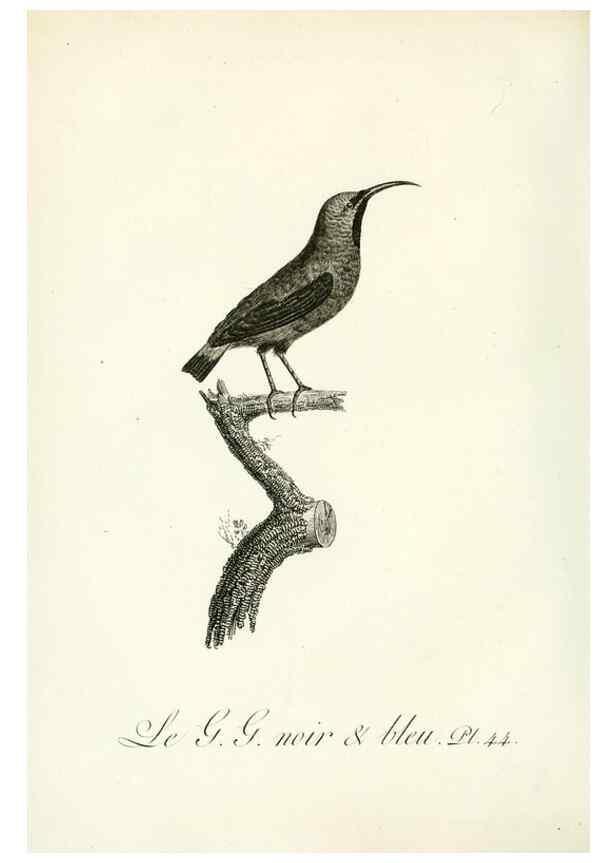 Reproducción/Reproduction 8221422188: Histoire naturelle et générale des grimpereaux et des oiseaux de paradis /. Paris :Desray ,an XI = 1802.
