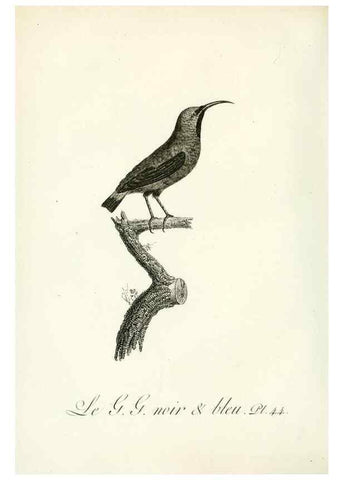 Reproducción/Reproduction 8221422188: Histoire naturelle et générale des grimpereaux et des oiseaux de paradis /. Paris :Desray ,an XI = 1802.