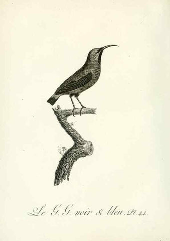 Reproducción/Reproduction 8221422188: Histoire naturelle et générale des grimpereaux et des oiseaux de paradis /. Paris :Desray ,an XI = 1802.