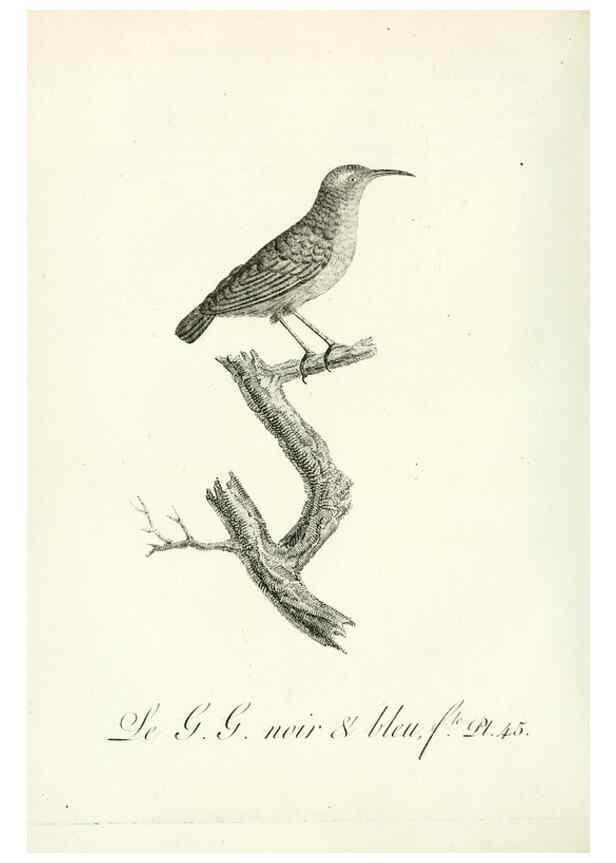 Reproducción/Reproduction 8220342833: Histoire naturelle et générale des grimpereaux et des oiseaux de paradis /. Paris :Desray ,an XI = 1802.