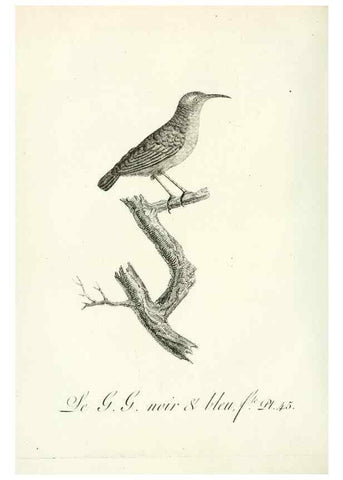 Reproducción/Reproduction 8220342833: Histoire naturelle et générale des grimpereaux et des oiseaux de paradis /. Paris :Desray ,an XI = 1802.