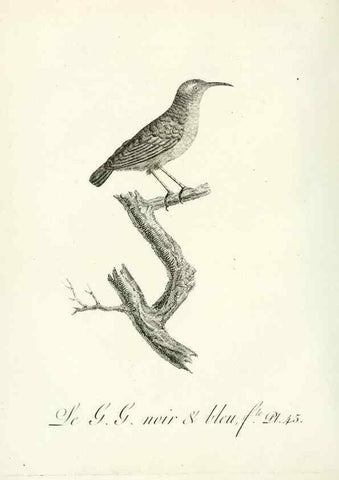 Reproducción/Reproduction 8220342833: Histoire naturelle et générale des grimpereaux et des oiseaux de paradis /. Paris :Desray ,an XI = 1802.