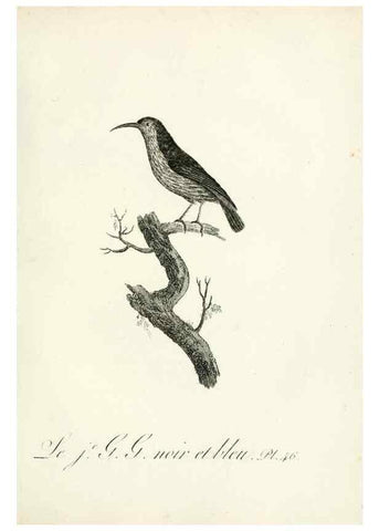 Reproducción/Reproduction 8221422894: Histoire naturelle et générale des grimpereaux et des oiseaux de paradis /. Paris :Desray ,an XI = 1802.