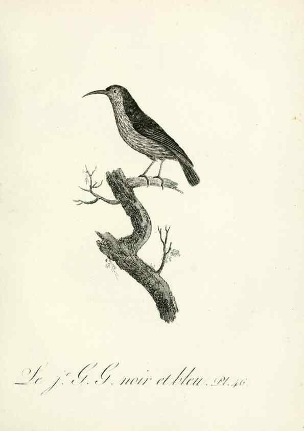 Reproducción/Reproduction 8221422894: Histoire naturelle et générale des grimpereaux et des oiseaux de paradis /. Paris :Desray ,an XI = 1802.