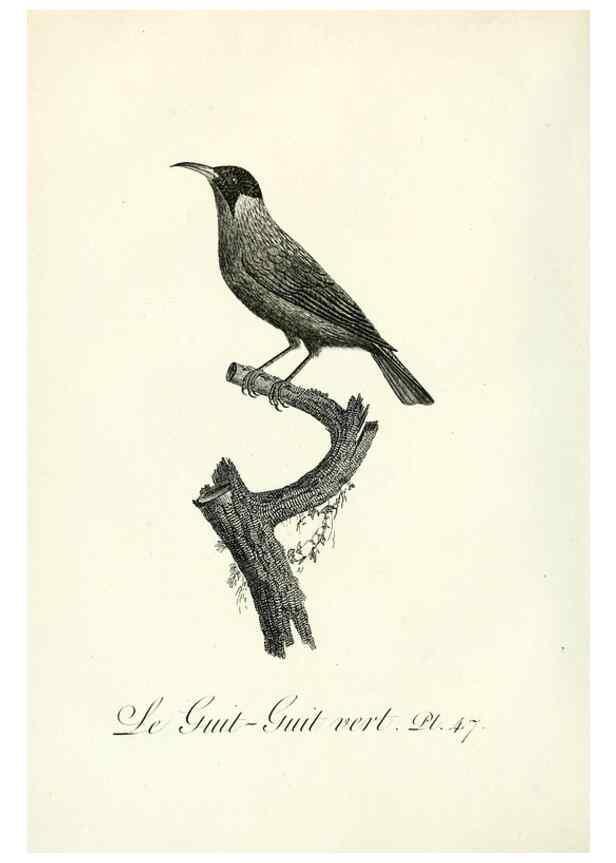 Reproducción/Reproduction 8220343609: Histoire naturelle et générale des grimpereaux et des oiseaux de paradis /. Paris :Desray ,an XI = 1802.
