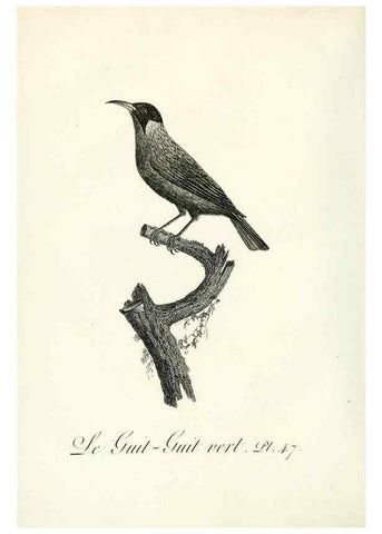 Reproducción/Reproduction 8220343609: Histoire naturelle et générale des grimpereaux et des oiseaux de paradis /. Paris :Desray ,an XI = 1802.