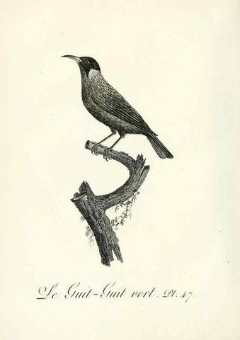 Reproducción/Reproduction 8220343609: Histoire naturelle et générale des grimpereaux et des oiseaux de paradis /. Paris :Desray ,an XI = 1802.