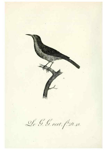Reproducción/Reproduction 8220343949: Histoire naturelle et générale des grimpereaux et des oiseaux de paradis /. Paris :Desray ,an XI = 1802.