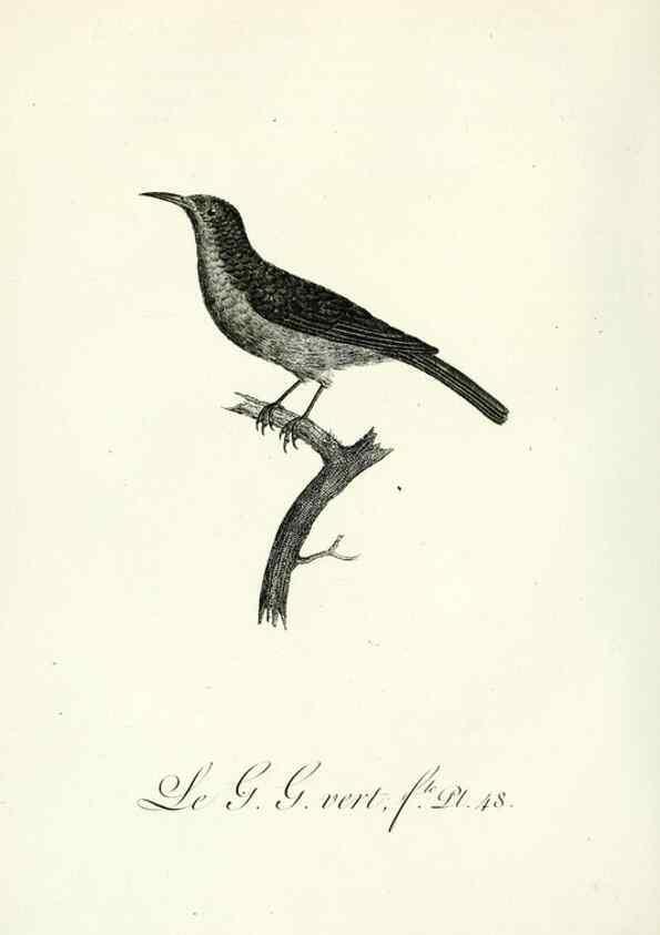 Reproducción/Reproduction 8220343949: Histoire naturelle et générale des grimpereaux et des oiseaux de paradis /. Paris :Desray ,an XI = 1802.