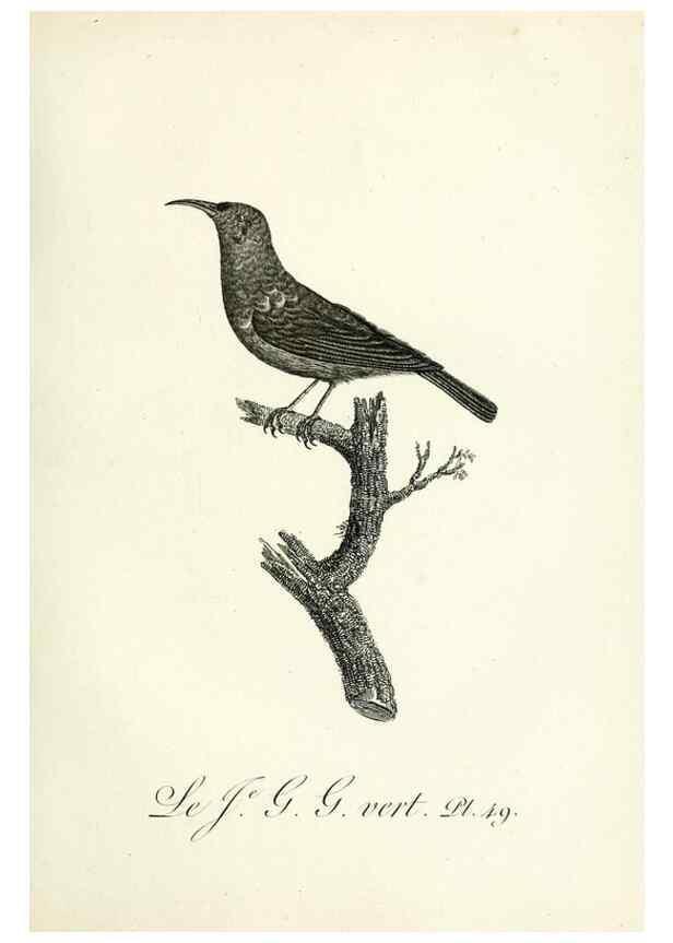 Reproducción/Reproduction 8220344321: Histoire naturelle et générale des grimpereaux et des oiseaux de paradis /. Paris :Desray ,an XI = 1802.