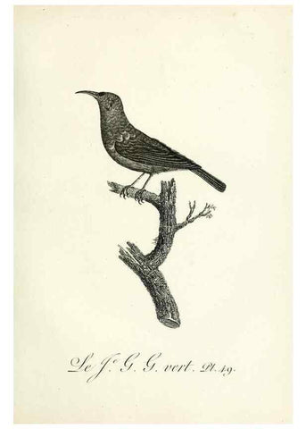 Reproducción/Reproduction 8220344321: Histoire naturelle et générale des grimpereaux et des oiseaux de paradis /. Paris :Desray ,an XI = 1802.
