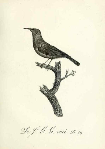 Reproducción/Reproduction 8220344321: Histoire naturelle et générale des grimpereaux et des oiseaux de paradis /. Paris :Desray ,an XI = 1802.