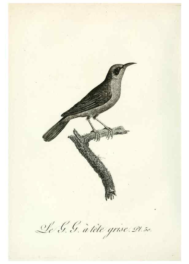 Reproducción/Reproduction 8221424264: Histoire naturelle et générale des grimpereaux et des oiseaux de paradis /. Paris :Desray ,an XI = 1802.