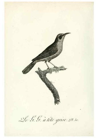 Reproducción/Reproduction 8221424264: Histoire naturelle et générale des grimpereaux et des oiseaux de paradis /. Paris :Desray ,an XI = 1802.