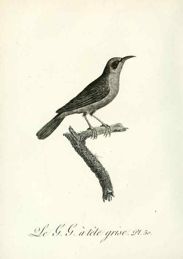 Reproducción/Reproduction 8221424264: Histoire naturelle et générale des grimpereaux et des oiseaux de paradis /. Paris :Desray ,an XI = 1802.