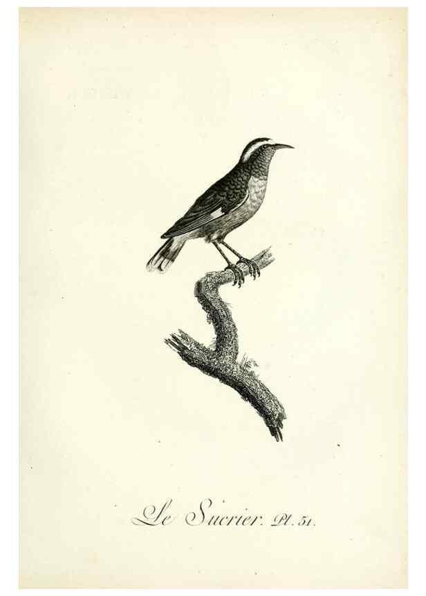 Reproducción/Reproduction 8221424636: Histoire naturelle et générale des grimpereaux et des oiseaux de paradis /. Paris :Desray ,an XI = 1802.