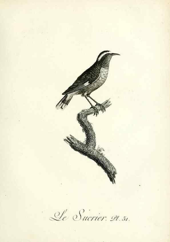 Reproducción/Reproduction 8221424636: Histoire naturelle et générale des grimpereaux et des oiseaux de paradis /. Paris :Desray ,an XI = 1802.