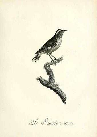 Reproducción/Reproduction 8221424636: Histoire naturelle et générale des grimpereaux et des oiseaux de paradis /. Paris :Desray ,an XI = 1802.