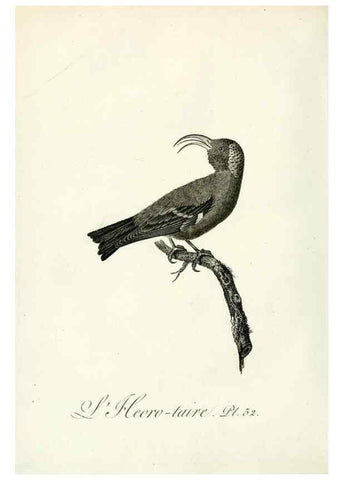 Reproducción/Reproduction 8221424990: Histoire naturelle et générale des grimpereaux et des oiseaux de paradis /. Paris :Desray ,an XI = 1802.