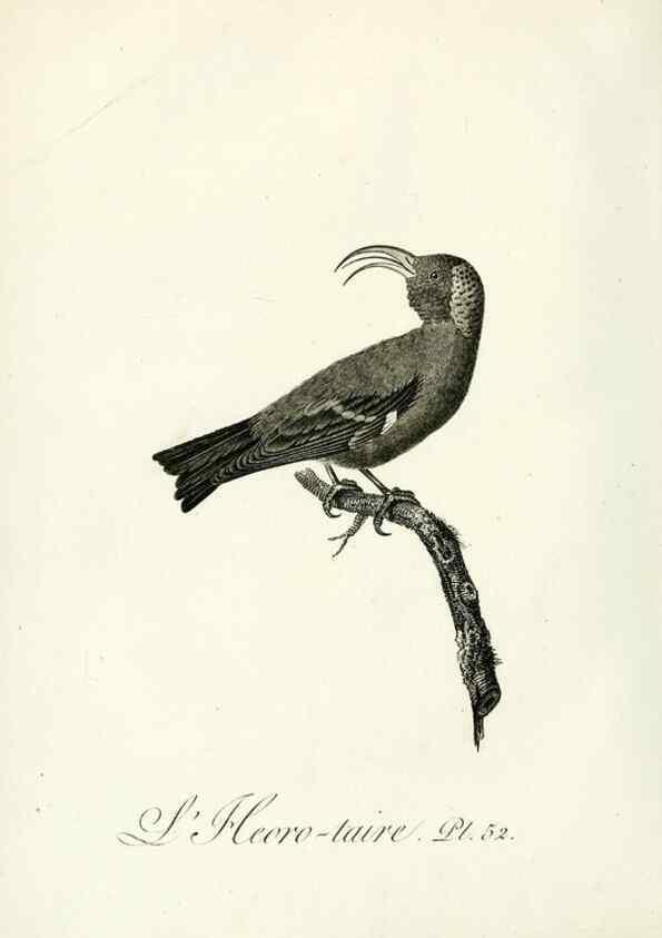 Reproducción/Reproduction 8221424990: Histoire naturelle et générale des grimpereaux et des oiseaux de paradis /. Paris :Desray ,an XI = 1802.