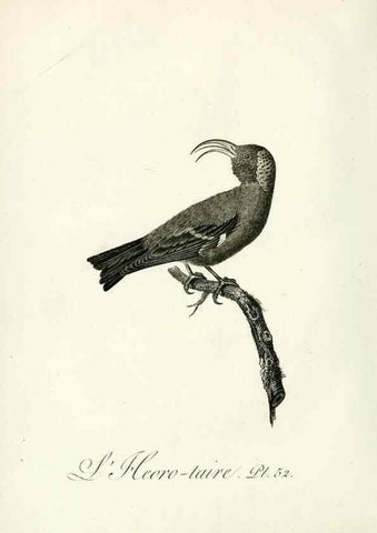 Reproducción/Reproduction 8221424990: Histoire naturelle et générale des grimpereaux et des oiseaux de paradis /. Paris :Desray ,an XI = 1802.