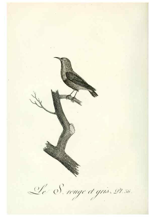Reproducción/Reproduction 8220339609: Histoire naturelle et générale des grimpereaux et des oiseaux de paradis /. Paris :Desray ,an XI = 1802.